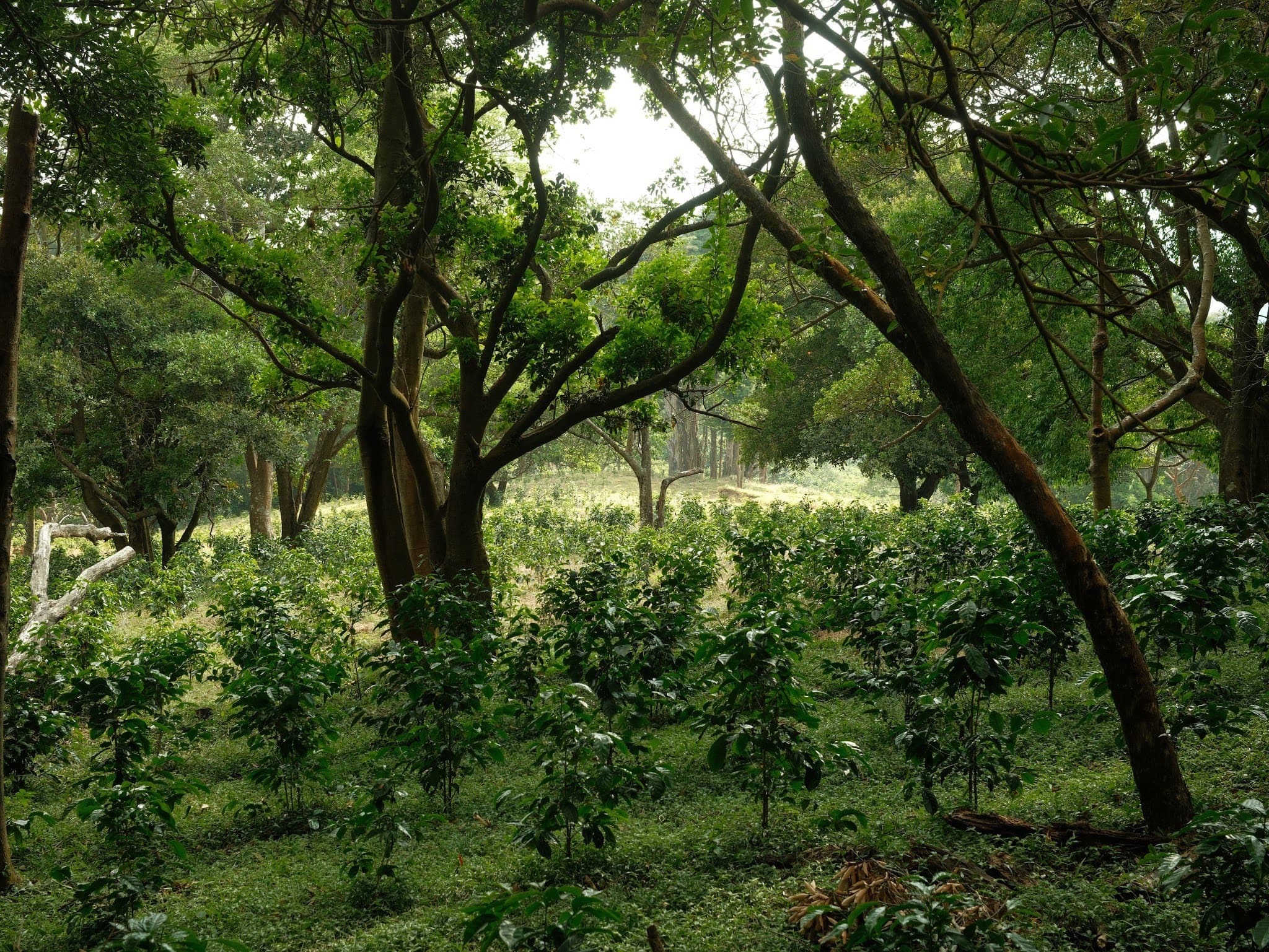 Plantation de café